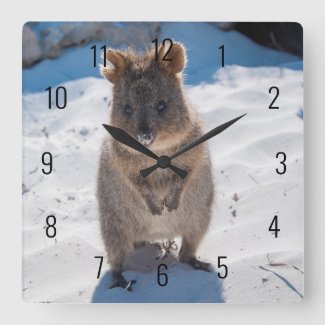 Cute and happy Quokka on the beach in Australia