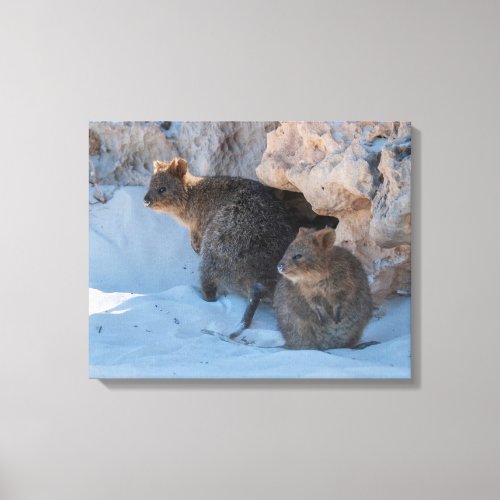 Cute and Happy Quokkas on the Beach in Australia Canvas Print