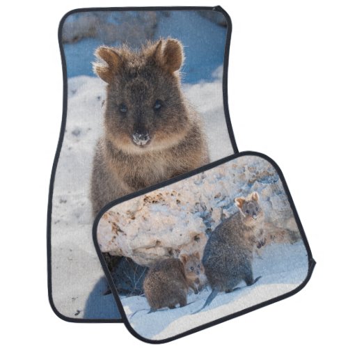 Cute and happy Quokkas on the beach in Australia Car Floor Mat