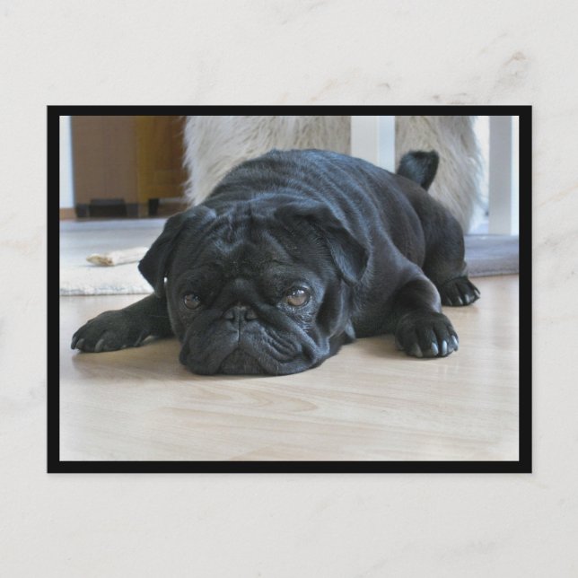 Cute and Lazy Black Pug Puppy Postcard (Front)