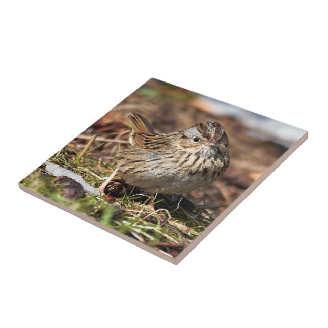 Cute and Spunky Lincoln's Sparrow Ceramic Tile (Side)
