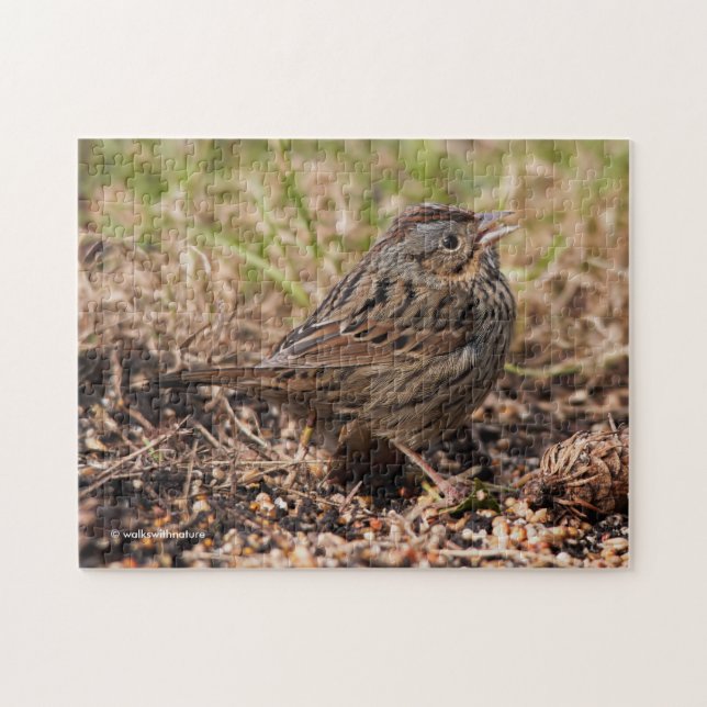 Cute and Spunky Lincoln's Sparrow Jigsaw Puzzle (Horizontal)