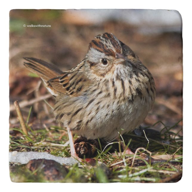 Cute and Spunky Lincoln's Sparrow Trivet (Front)