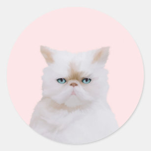 Cute Angry Fluffy Pink White Kitty Cat Portrait Classic Round Sticker