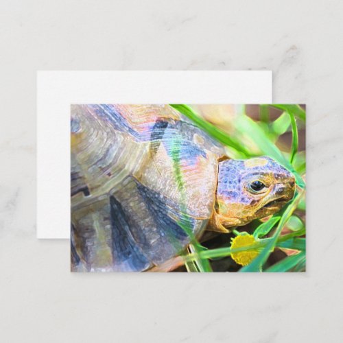 Cute Angulate Tortoise South Africa Details Enclosure Card