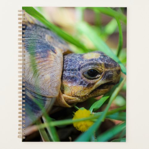 Cute Angulate Tortoise South Africa Planner