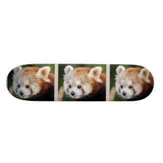 Cute Animal Red Panda Skateboard