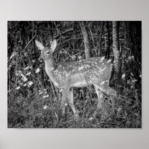 Cute Animals Fawn Deer Black and White Archival Poster