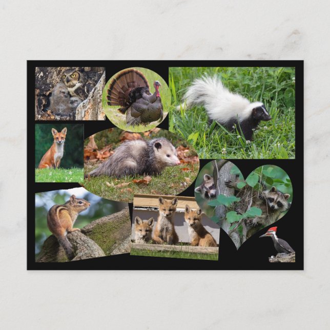 Cute Animals Postcard (Front)