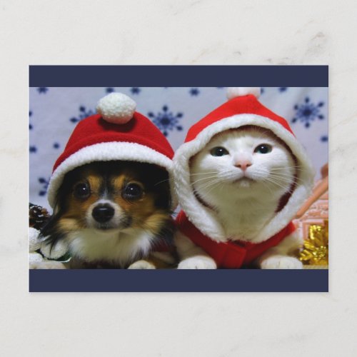 Cute Animals Postcard