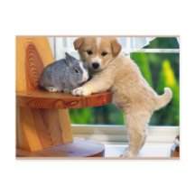 Cute Animals