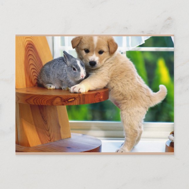 Cute Animals Postcard (Front)