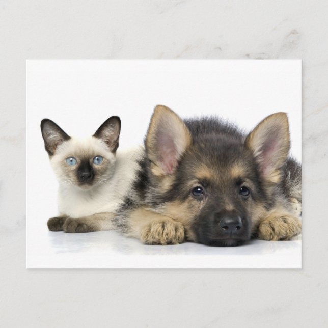 Cute Animals Postcard (Front)