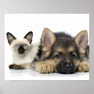 Cute Animals Poster