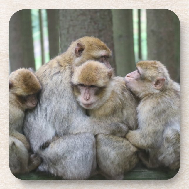 Cute Ape Family Group Hug Photograph Beverage Coaster (Front)