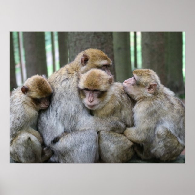 Cute Ape Family Group Hug Photograph Poster (Front)