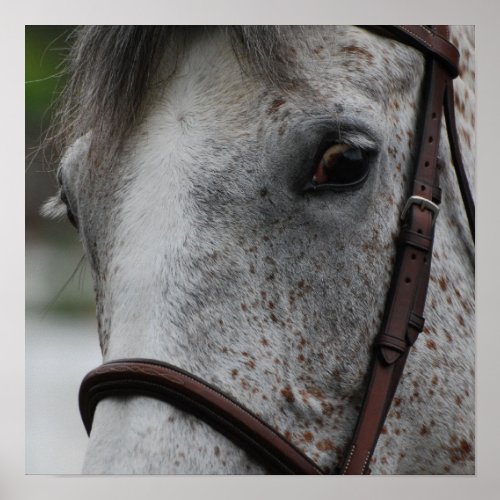 Cute Appaloosa Horse Poster