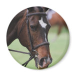 Cute Arabian Horse Magnet