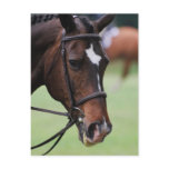 Cute Arabian Horse Postcards