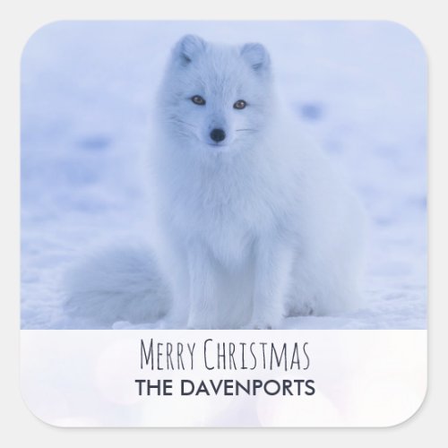 Cute Arctic Fox on Snow Merry Christmas Square Sticker