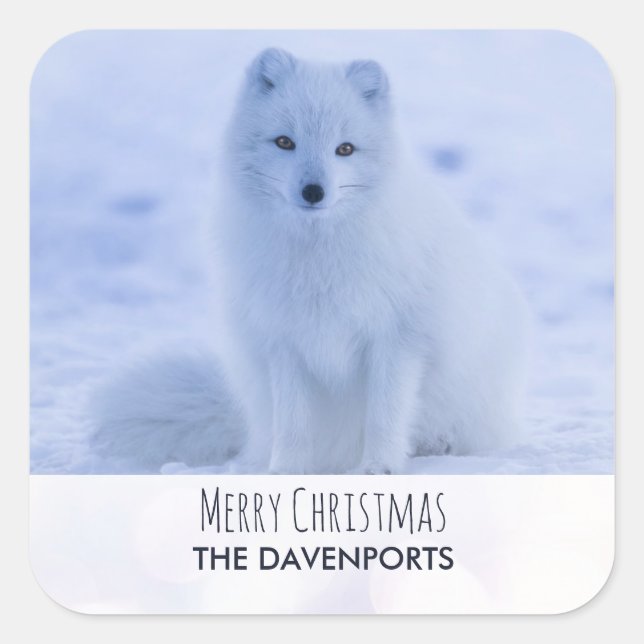 Cute Arctic Fox on Snow Merry Christmas Square Sticker (Front)