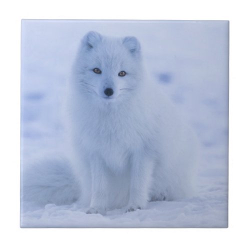 Cute Arctic Fox on Snowy Winter Background Ceramic Tile