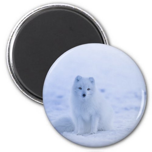 Cute Arctic Fox on Snowy Winter Background Magnet