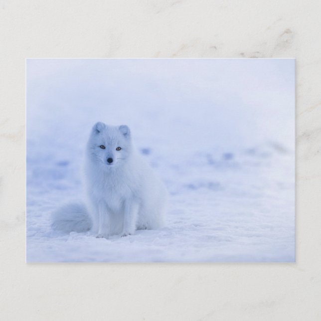Cute Arctic Fox on Snowy Winter Background Postcard (Front)
