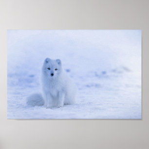 Cute Arctic Fox on Snowy Winter Background Poster