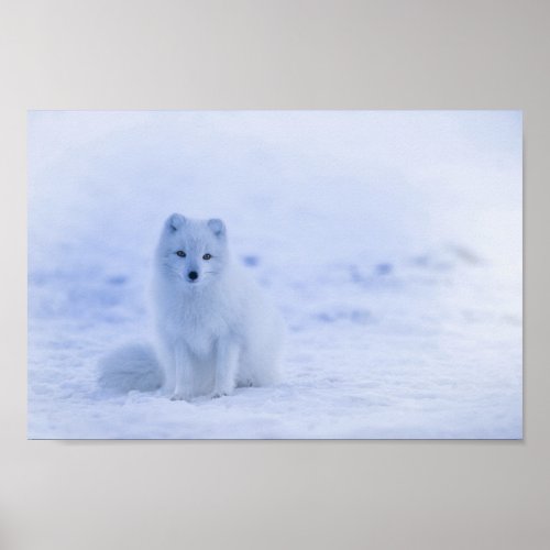 Cute Arctic Fox on Snowy Winter Background Poster