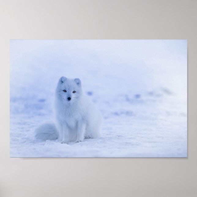 Cute Arctic Fox on Snowy Winter Background Poster (Front)