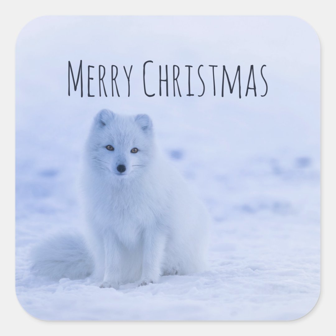 Cute Arctic Fox on Snowy Winter Background Square Sticker | Zazzle