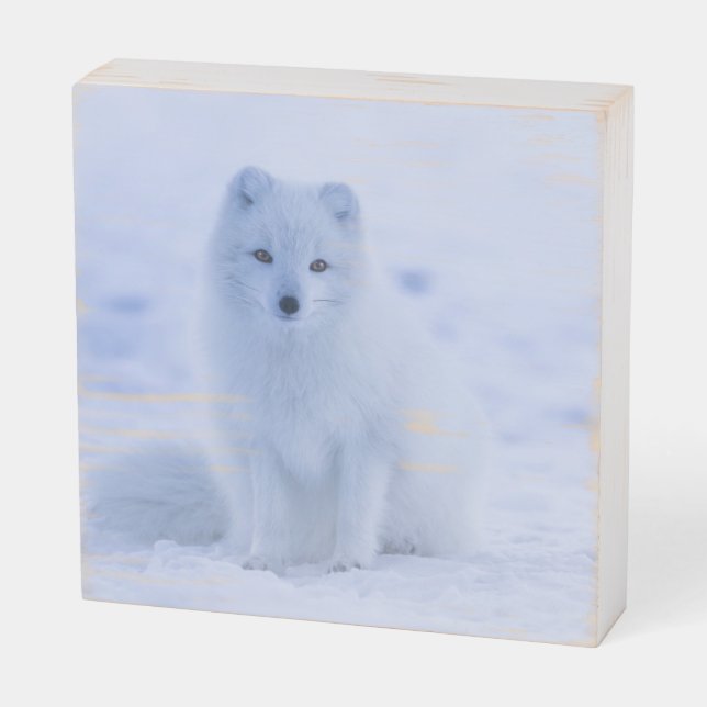 Cute Arctic Fox on Snowy Winter Background Wooden Box Sign (Angled Horizontal)