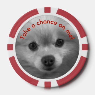 Cute as a button pomeranian puppy poker chips
