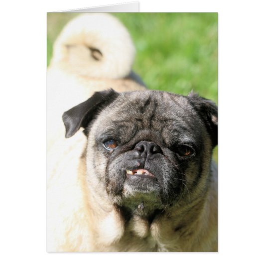 Cute as a Pug Cards (Front)