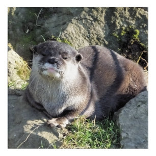 CUTE ASIAN OTTER ACRYLIC PRINT