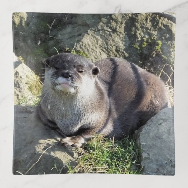 CUTE ASIAN OTTER TRINKET TRAY (Front)