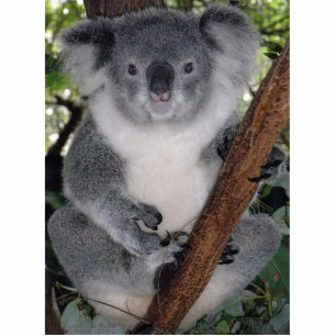 Cute Aussi Animal Koala Bear Peace Love Destiny Statuette
