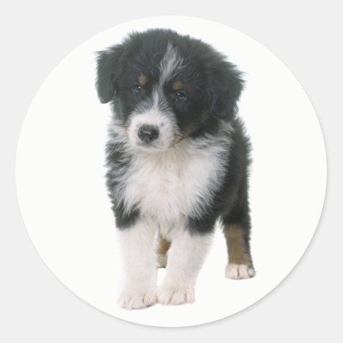 Cute Aussie Puppy Dog Lover Australian Shepherd Classic Round Sticker