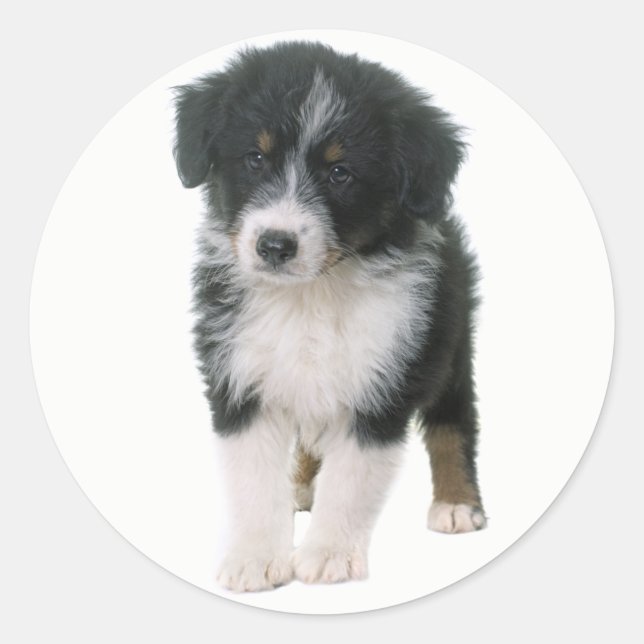 Cute Aussie Puppy Dog Lover Australian Shepherd Classic Round Sticker (Front)