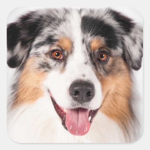 Cute Aussie Puppy Dog Lover Australian Shepherd Square Sticker