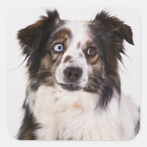 Cute Aussie Puppy Dog Lover Australian Shepherd Square Sticker