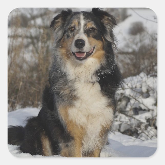 Cute Aussie Puppy Dog Lover Australian Shepherd Square Sticker (Front)