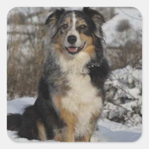 Cute Aussie Puppy Dog Lover Australian Shepherd Square Sticker