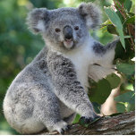 Cute Australian koala in gum tree Statuette<br><div class="desc">Cute Australian koala in gum tree key chain. Ideal for school and home.</div>