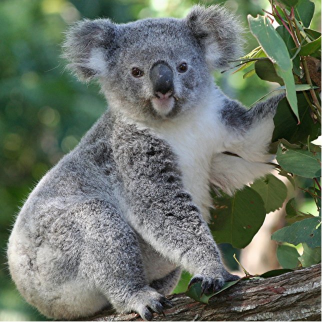 Cute Australian koala in gum tree Statuette (Front)