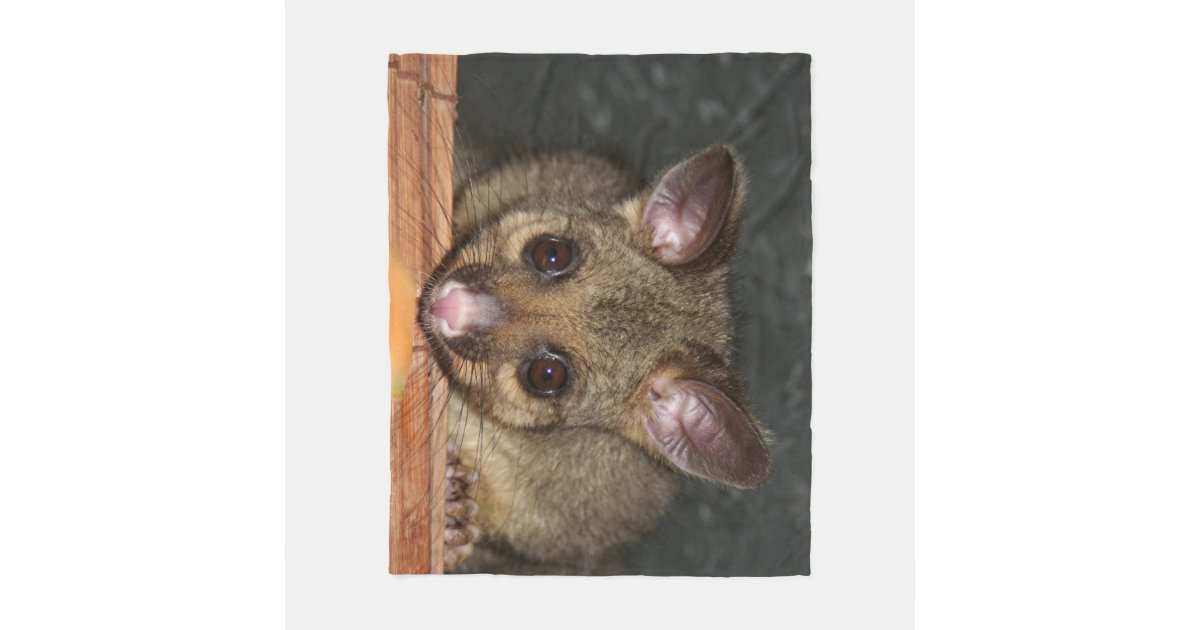 australian possum cute