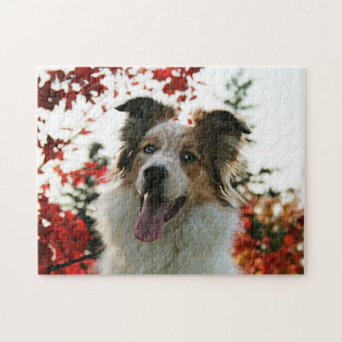 Cute Australian Shepherd Dog Portrait Jigsaw Puzzle