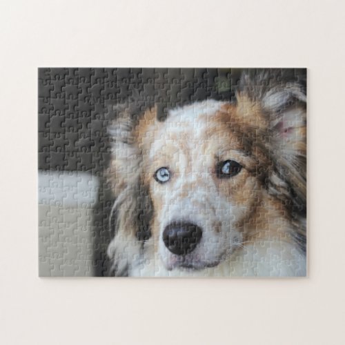 Cute Australian Shepherd Dog Portrait Jigsaw Puzzle