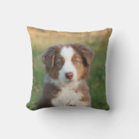 Cute Australian Shepherd Dog Puppy - for Outside